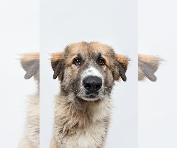Medium Photo #1 Anatolian Shepherd-Unknown Mix Puppy For Sale in Houston, TX, USA