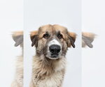 Small Anatolian Shepherd Mix
