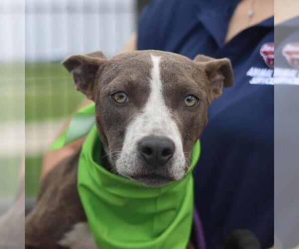 Medium Photo #1 American Staffordshire Terrier-Unknown Mix Puppy For Sale in San Antonio, TX, USA