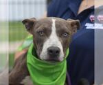 Small American Staffordshire Terrier Mix