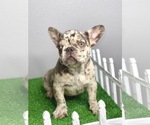 Small Photo #15 French Bulldog Puppy For Sale in MOBILE, AL, USA