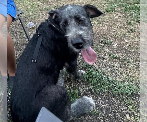 Medium Photo #1 Schnauzer (Giant) Puppy For Sale in San Antonio, TX, USA