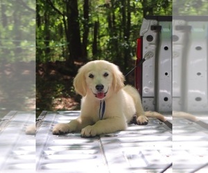 English Cream Golden Retriever Puppy for Sale in ROCKY FACE, Georgia USA