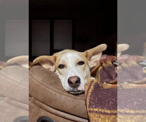 Sandwich - Female Labrador Retriever-Unknown Mix Dog for Adoption - Photo #2
