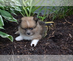Puppy Warrior Pomeranian