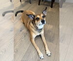Small #4 Carolina Dog Mix