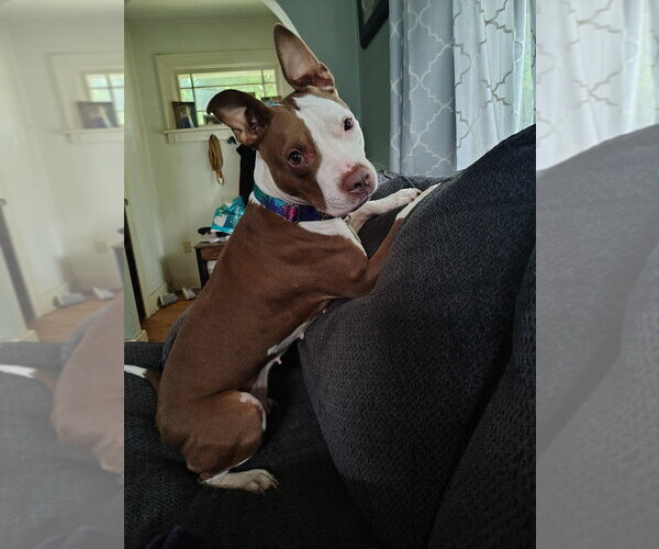 Medium Photo #7 Mutt Puppy For Sale in Utica, NY, USA