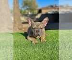 Small #9 French Bulldog