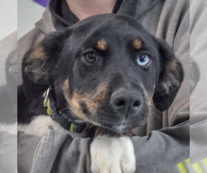 Shepweiller Dogs for adoption in Huntley, IL, USA