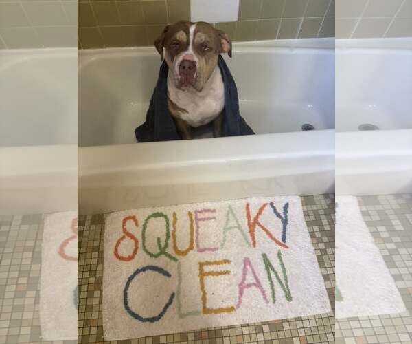 Medium Photo #3 American Staffordshire Terrier-Unknown Mix Puppy For Sale in Rochester, NY, USA