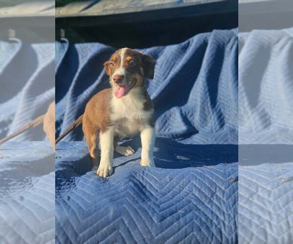 Medium Photo #6 Australian Shepherd-Chihuahua Mix Puppy For Sale in Wakefield, RI, USA