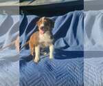 Small #5 Australian Shepherd-Chihuahua Mix