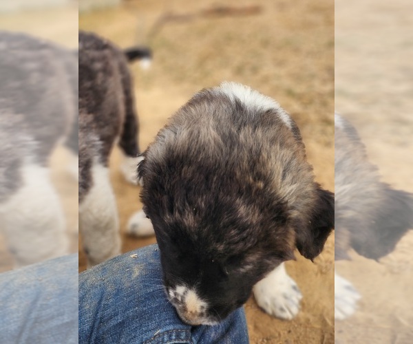 Medium Photo #19 Anatolian Shepherd Puppy For Sale in CUMBY, TX, USA
