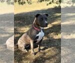 Small #15 American Pit Bull Terrier
