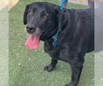 Small #6 Labrador Retriever