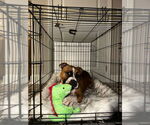 Small #9 American Staffordshire Terrier-Boxer Mix