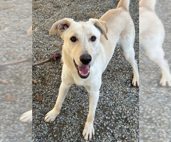 Medium Photo #3 Mutt Puppy For Sale in Rockaway, NJ, USA