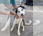Small Siberian Husky