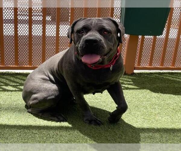 Medium Photo #2 Mutt Puppy For Sale in Las Vegas, NV, USA