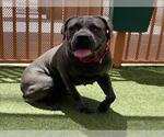Small #1 Mutt
