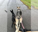 Small #12 German Shepherd Dog