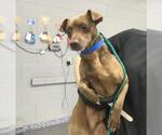 Small Chihuahua Mix