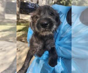 Mutt Dogs for adoption in San Antonio, TX, USA