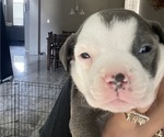 Small #2 American Bully