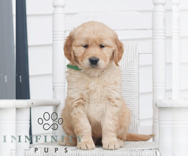 Medium Photo #1 Golden Retriever Puppy For Sale in COATESVILLE, PA, USA