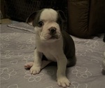 Puppy Baron Boston Terrier