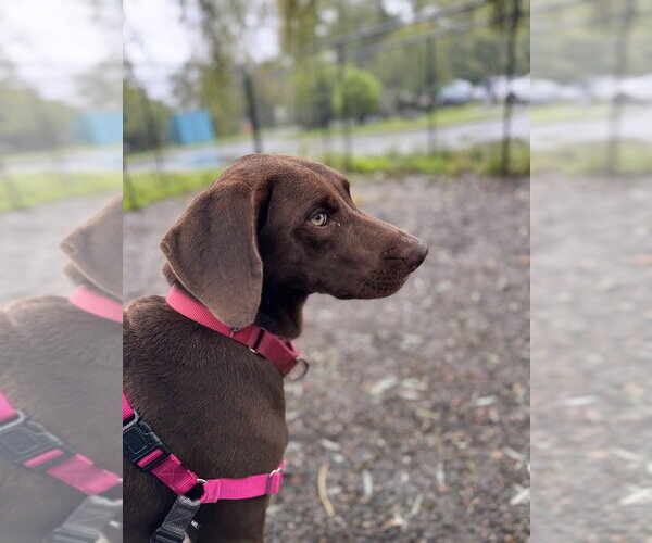Medium Photo #2 Labrador Retriever-Unknown Mix Puppy For Sale in Elmsford, NY, USA