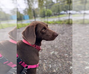Bentley available 10/2 - Male Labrador Retriever-Unknown Mix Dog for Adoption - Photo #2