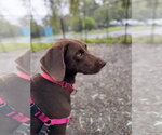 Small Photo #2 Labrador Retriever-Unknown Mix Puppy For Sale in Elmsford, NY, USA