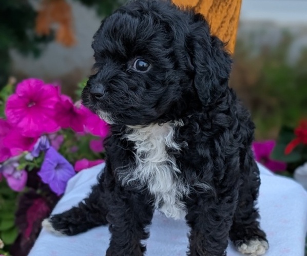 Medium Photo #2 Maltipoo (Toy) Puppy For Sale in GOSHEN, IN, USA