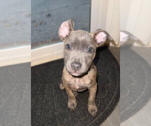 American Staffordshire Terrier-Unknown Mix Dogs for adoption in Holly Springs, NC, USA