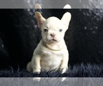 Small Photo #16 French Bulldog Puppy For Sale in WARSAW, IN, USA