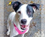 Danish - Female Lab-Pointer Dog for Adoption - Small photo