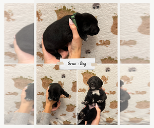 Medium Dalmatian-Labrador Retriever Mix