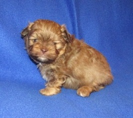 Shiranian Puppy for sale in HOWE, OK, USA