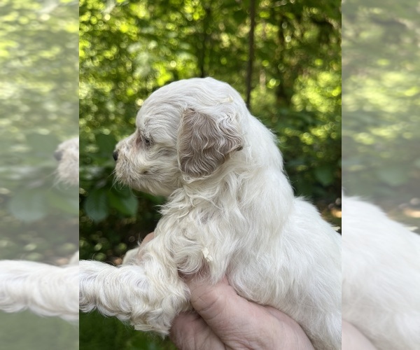Medium Photo #1 Maltipoo-Zuchon  Puppy For Sale in VENETA, OR, USA