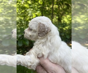 Maltipoo-Zuchon  Puppy for sale in VENETA, OR, USA