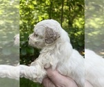 Small Maltipoo-Zuchon 