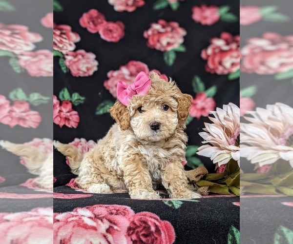 Medium Photo #2 Bichpoo Puppy For Sale in LINCOLN UNIVERSITY, PA, USA