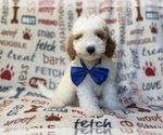 Tofu - Male Poodle (Miniature) Puppy for Sale - Photo #9