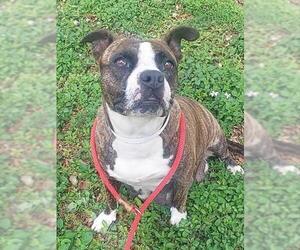 American Staffordshire Terrier Dogs for adoption in Fort Lauderdale, FL, USA