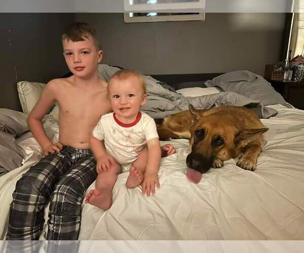 Medium Photo #50 German Shepherd Dog Puppy For Sale in LA FAYETTE, NY, USA