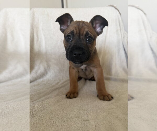 Medium Photo #1 French Bulldog Puppy For Sale in St. Louis Park, MN, USA