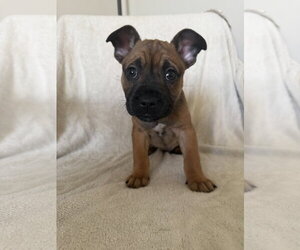 French Bulldog Dogs for adoption in St. Louis Park, MN, USA