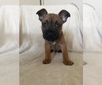 Small French Bulldog