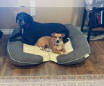 Small #4 Chiweenie